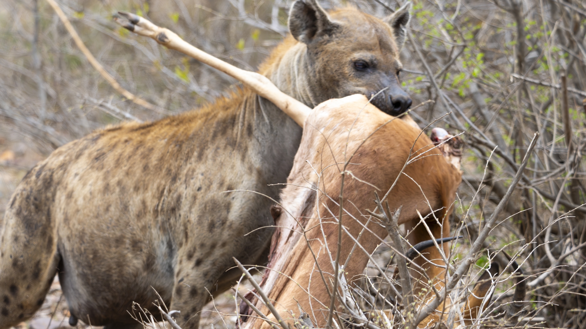 Kruger25 2025 11 04 11 27 56 ILCE 1M2 1708